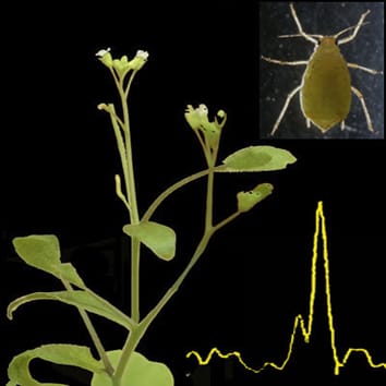 Aphid repellence in arabidopsis over-expressing FPS2