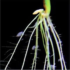 Adventitious root formation in rice