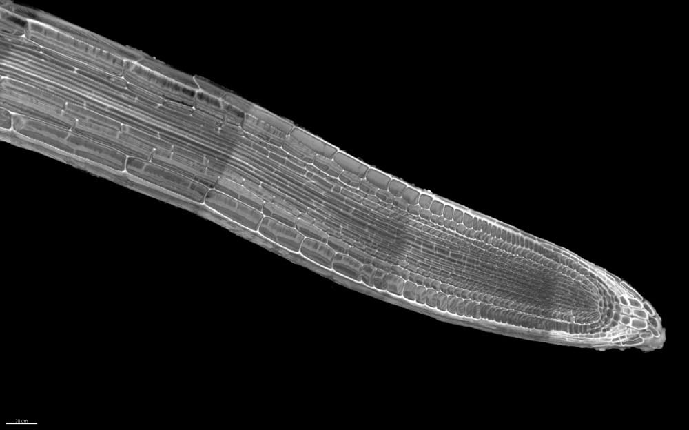 Arabidopsis root