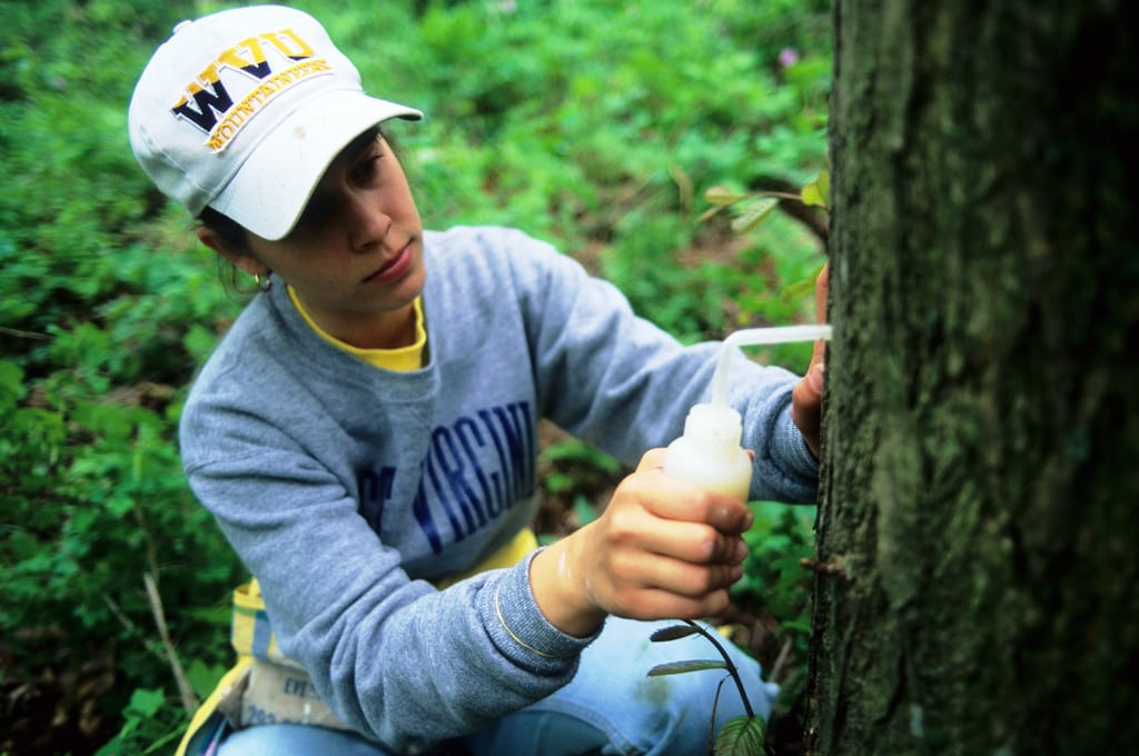 Inoculating a chestnut with a slurry of hypovirus.