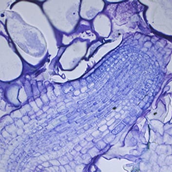 Control of adventitious rooting and xylogenesis in arabidopsis