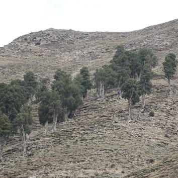 Rain as a trigger for xylogenesis in Juniperus