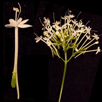 Petal spur development in Centranthus
