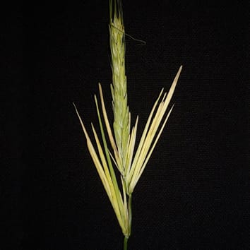 Phenotype instability modification by auxin inhibitors and 2,4-D