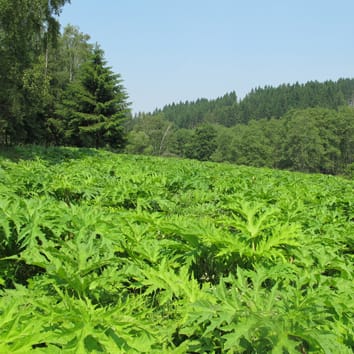 Root exudates and intraspecific variability in allelopathy