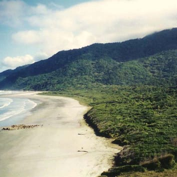 Phylogeny and diversity of Myrcia section Aulomyrcia