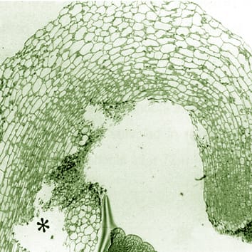 Programmed cell death in cryo-exposed embryonic axes