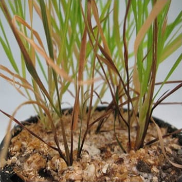 Brachypodium as a disease model for cereals (Invited Review)