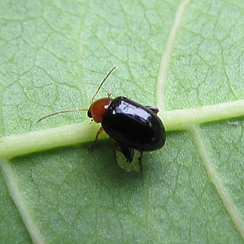 Extrafloral nectar and above- and below-ground herbivory