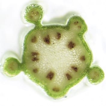 Phyllotaxis in arabidopsis cuc2 cuc3 double mutants