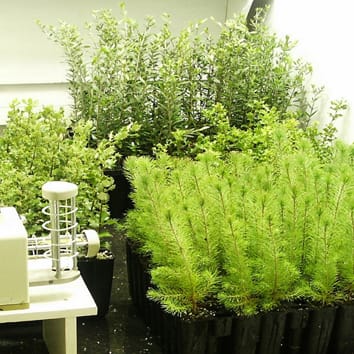 Fast-growing trees rely on reserves for new spring growth