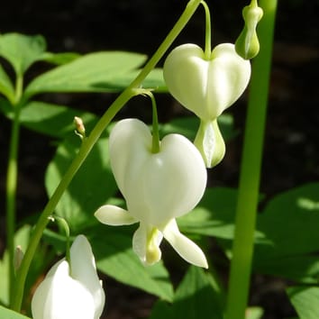 Zygomorphy evolved from disymmetry in Fumarioideae