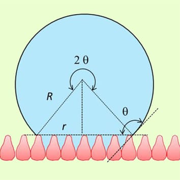 Theoretical approach to predicting petal wettability