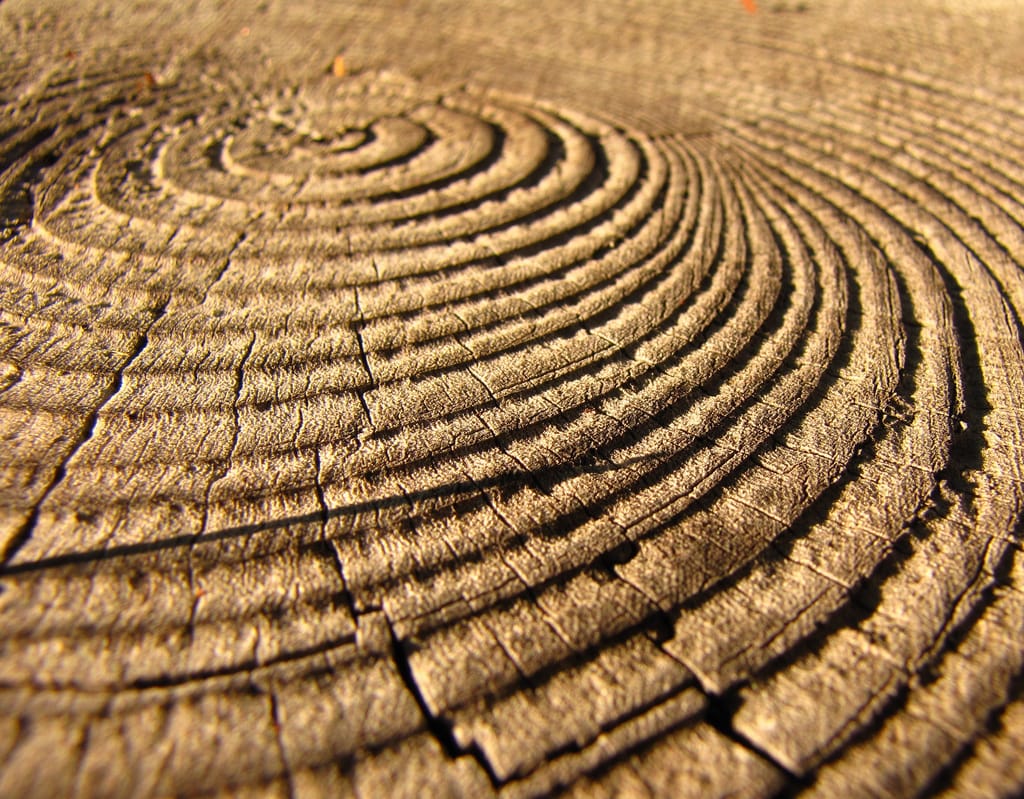 Tree rings