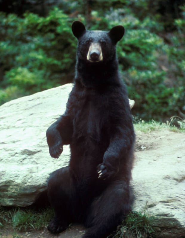 Image: Mike Bender/US Fish & Wildlife Service.