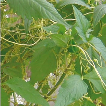 Effects of a native parasitic plant on an exotic invader decrease with increasing host age