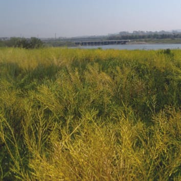 Analysis of population genetic structure and gene flow in an annual plant before and after a rapid evolutionary response to drought