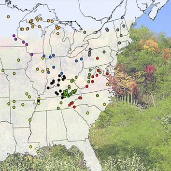 How tree species fill geographic and ecological space