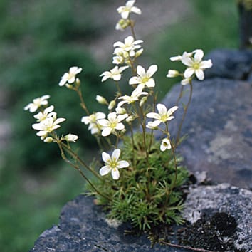 Divergent selection along climatic gradients in a rare endemic