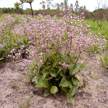 Endogenous hormones and fructan metabolism in Chrysolaena