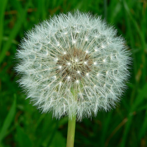 Image: Greg Hume/Wikimedia Commons.