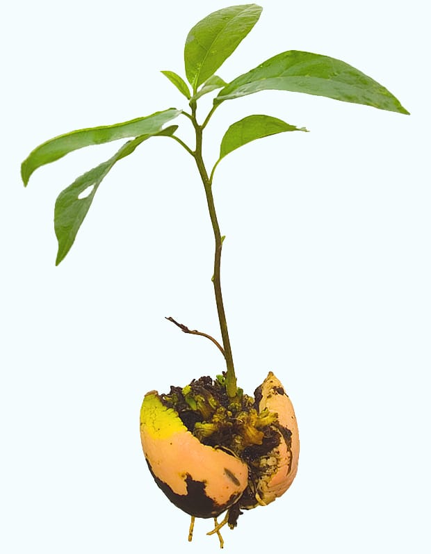 Image: Mark Hofstetter/Wikimedia Commons.