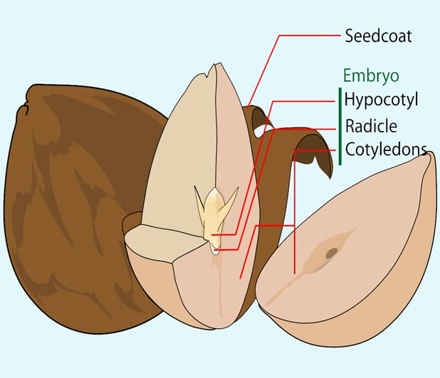 Image: Mariana Ruiz Villarreal/Wikimedia Commons.