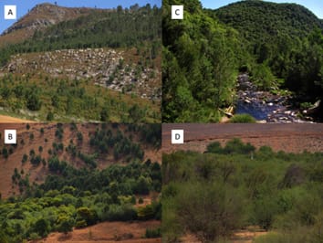 Impacts of invading alien plant species on water flows at stand and catchment scales