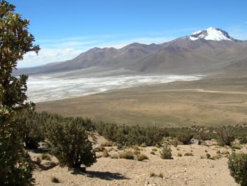 Photosynthetic responses of trees in high-elevation forests: Comparing evergreen species along an elevation gradient in the Central Andes
