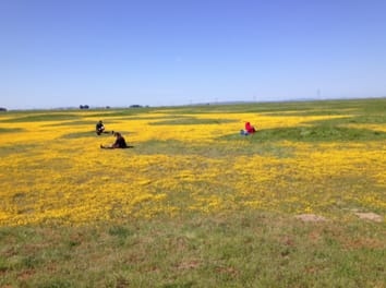 Plant communities in harsh sites are less invaded: a summary of observations and proposed explanations