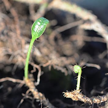 Clonal integration in the forest canopy vs forest understorey