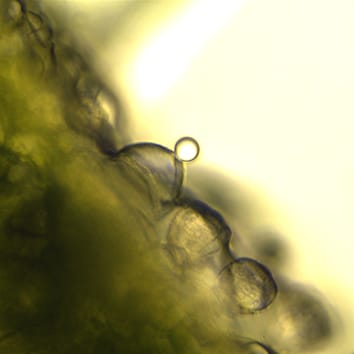 Hydathode trichomes in parasitic Orobanchaceae
