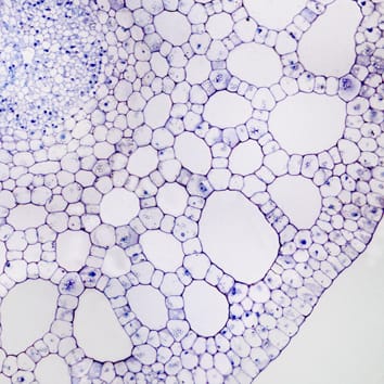 Lysigenic PCD and schizogenously formed aerenchyma