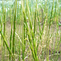 Flow sorting of C-genome chromosomes from Aegilops