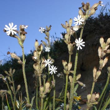 Selfing and nocturnal pollination in sympatric Silene