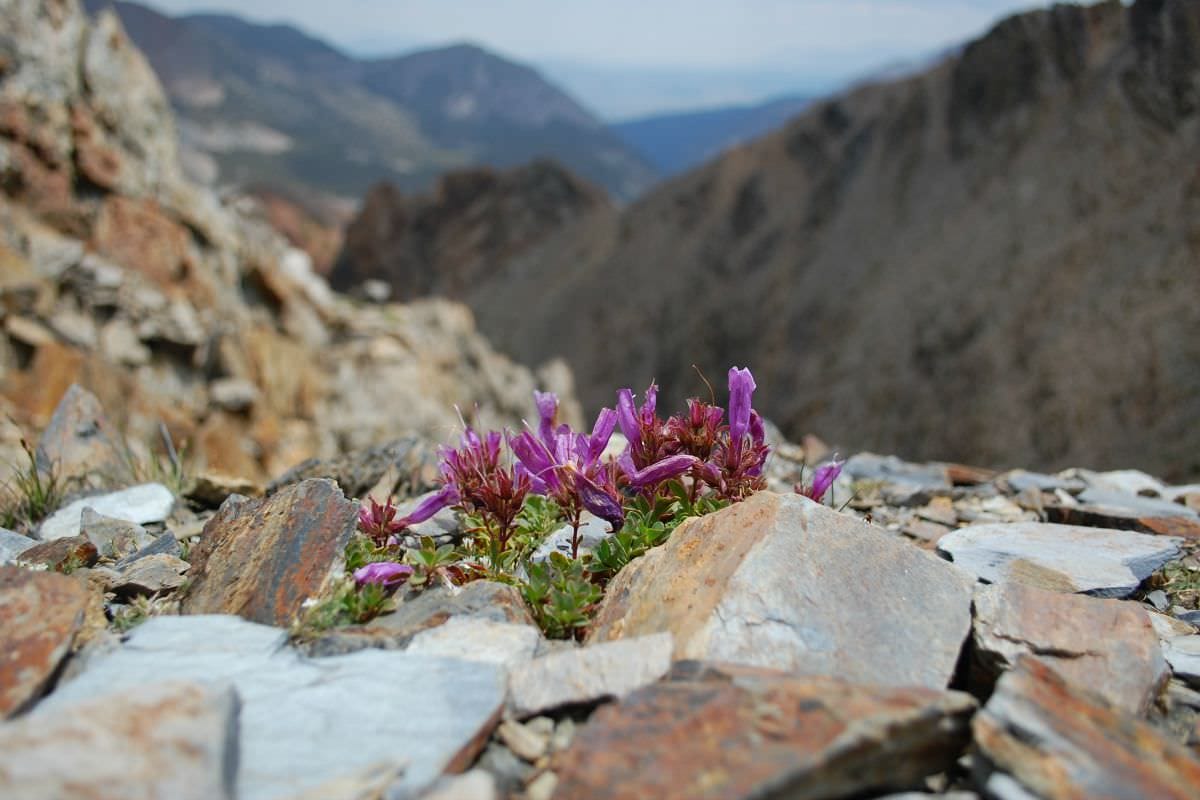 Plant surviving in harsh conditions.