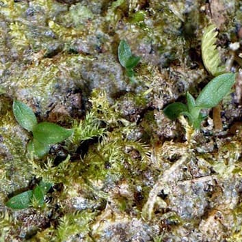Complexities of orchid seedling establishment