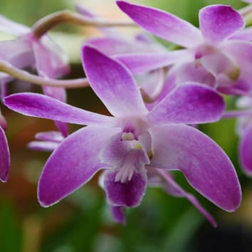 Evolution of reproductive isolation in Dendrobium