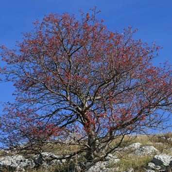 Genome size, ploidy level and reproductive mode of Sorbus