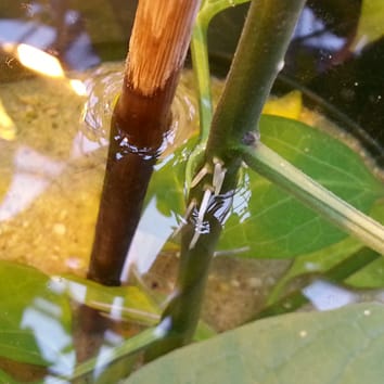 Life cycle stage, flooding depth and adventitious root formation