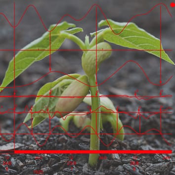 Leaf movements and lunisolar gravitational force (Research in Context)