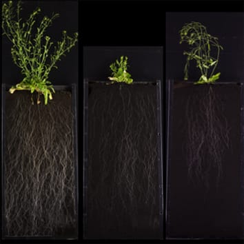 Arabidopsis semi-dwarf root systems and gibberellin biosynthesis