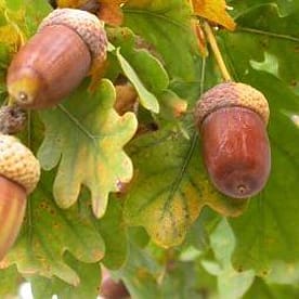 Global 5-methylcytosine alterations in DNA during ageing of seeds