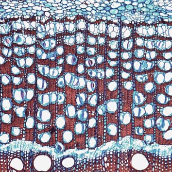 Secondary ploem diversity and evolution in Bignonieae