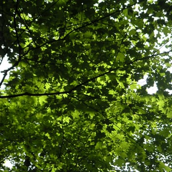 A synthesis of manganese phytotoxicity (Review)