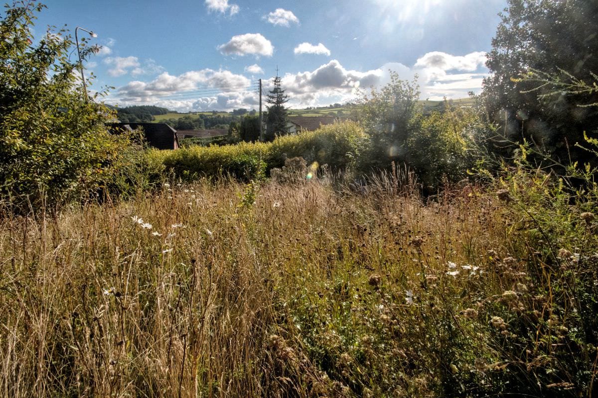 A simple wildflower garden with a surprising success