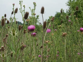 Plant community associations of two invasive thistles