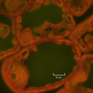 Responses of beech and spruce foliage to elevated carbon dioxide, increased nitrogen deposition and soil type