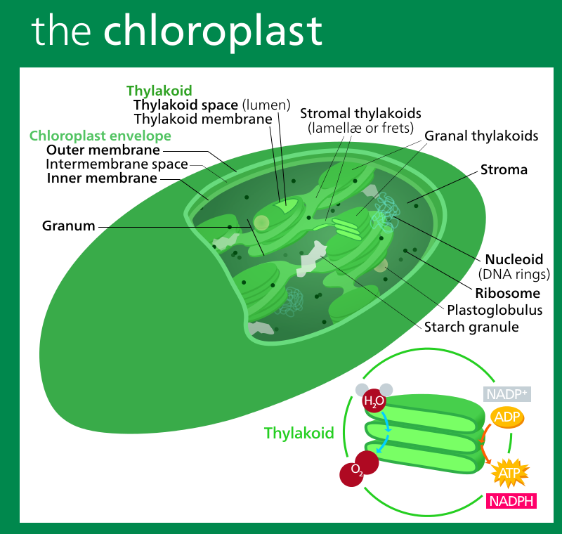 Chloroplast