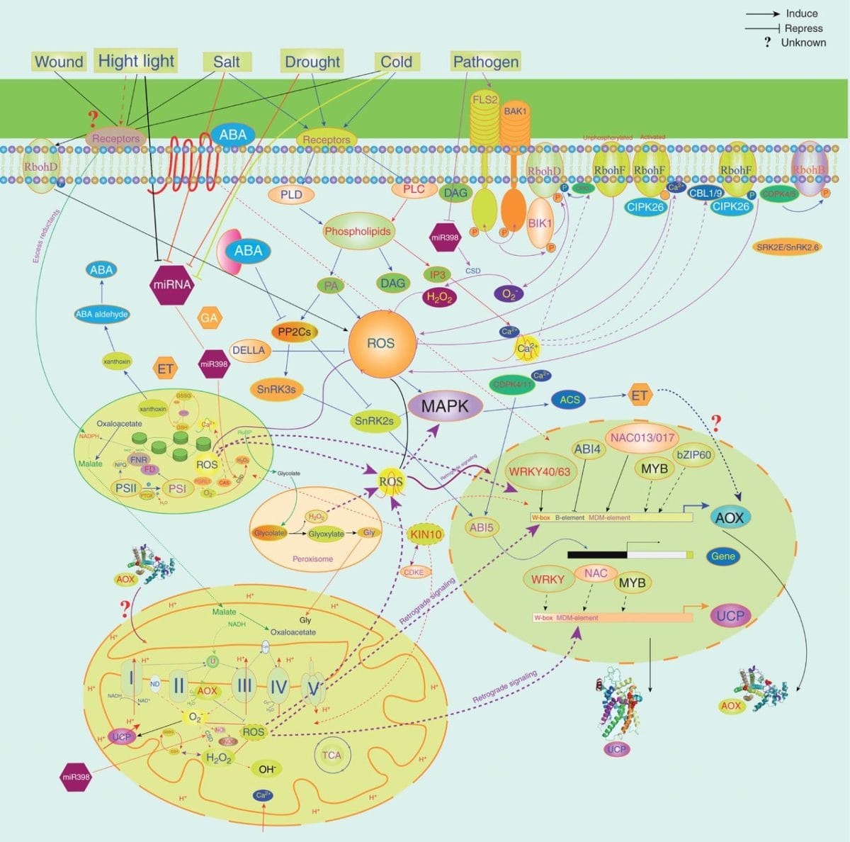 Signal cross-talk between the MEDP, ROS, calcium signalling and hormone signalling.